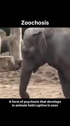 Effects of captivity on animals are well-documented, with investigations revealing a wide range of stress-induced behaviours, such as pacing, fur-plucking and self-harm – symptoms of a condition known as zoochosis. Despite zoos being marketed as being essential for conservation, most animals in captivity are not endangered and only a tiny percentage of zoo-bred animals are successfully released into the wild. It’s estimated that less than three per cent of a zoo’s budget goes towards meaningful 