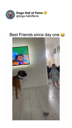 Dogs • Cute Dogs • Dog Videos on Instagram: "The instant magical connection between dogs and babies from day one — where first meetings become lifelong friendship foundations and create the purest bonds imaginable. One second there's a dog meeting a newborn for the first time, the next there's immediate protective devotion and gentle curiosity establishing relationships that will define both their lives. The careful sniffing introductions, the instant acceptance, the visible promise to protect f