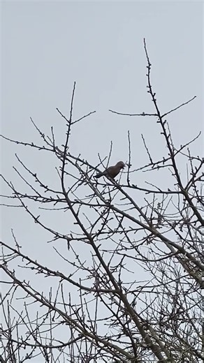 Strange bird call #countryside #nature #wildlife #birds