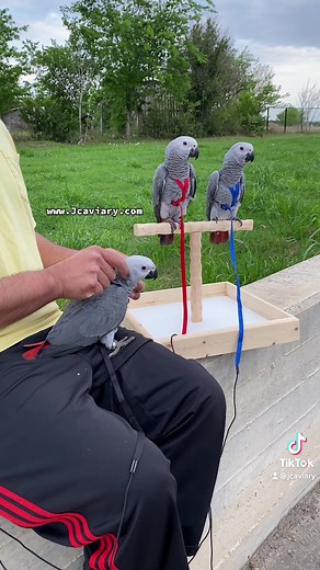 JC Aviary on TikTok