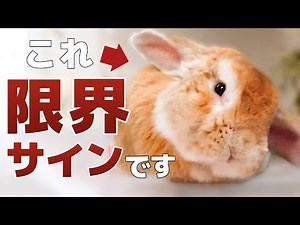 実はうさぎが悲鳴をあげているストレスの原因４選！