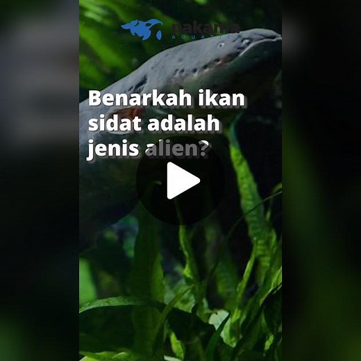 Nakama Aquatics on TikTok