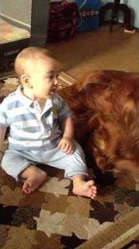 Irish setter & baby