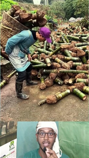 Bamboo Root Cooking Tool | বাঁশের গোড়া দিয়ে হাতা তৈরি করা হচ্ছে 🎋🥄 #shorts #bambootool #cooking