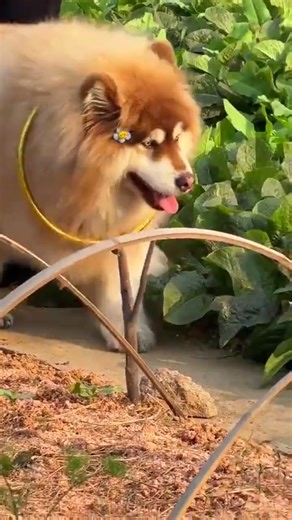 A Day Made Perfect by My Stray Dog Begging for Food – So Hard Not to Melt!