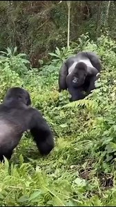 Dominance Display: The Struggle for Leadership Among Silverback Gorillas"Brief Details: In the heart of the rainforest, three silverback gorillas engage in a fierce confrontation, each vying for dominance within their troop. Silverbacks, known for their impressive size and strength, play a crucial role in the social structure of gorilla groups. This fight is not merely a display of aggression; it is a critical aspect of their social hierarchy, where the outcome determines leadership, mating righ