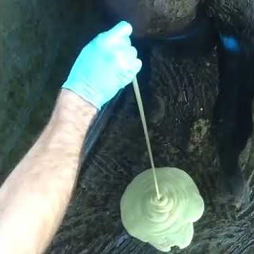 Draining an abscess on a dairy cow's udder