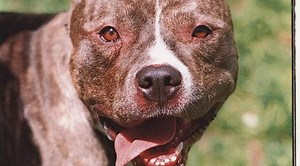 Four-year-old fights on for his life in ICU after vicious pit bull attack