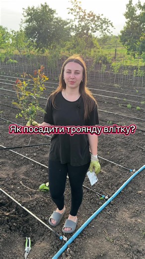 Як посадити троянду влітку — покрокове керівництво для саджанців