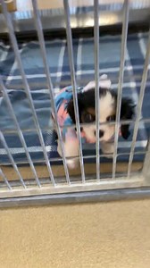 Congratulations Monica you deserve this sweetie!!! #puppy #dog #servicedog #funnydog #puppies #doglover #foryou #animals #virals #fyp #world | Mister Beanito