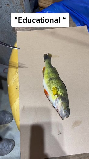 Educational how to clean a Perch #Perch #Educational #Educate #filletingfish #fillet#fish#Fishing, #Fisherman #fishcontent #ForYourPage #ForYou #ForYouPage #FYP #fypシ #fup #fupシ #fypシ #fypage #fisherman #fishtok #fisherman #fishinglife #fishingtiktoks #viraltiktok #viralvideo #viral