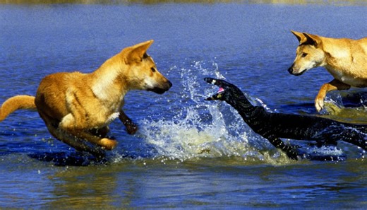 Pack hunters don’t just kill, they control ecosystems