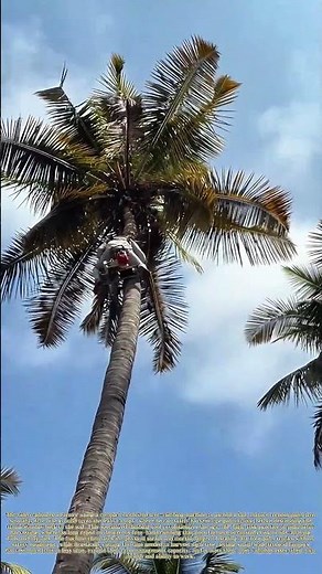 Climbing Palm Trunks: How a Mechanical Tool Safely Harvests Fruit From Tall Trees