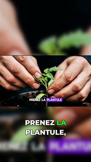 Triple your tomato roots with this hack!