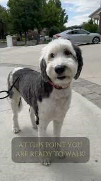 Calm Command No Pull Leash Tutorial #DOGLeash #DogTraining #NoPullLeash #DogWalking #LeashTraining