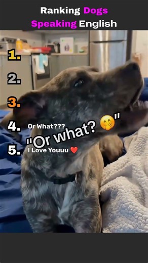 Ranking Dogs Speaking English