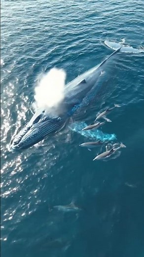 Amazing Dolphin Show 🐬 | Smart Dolphins Playing in Water HD