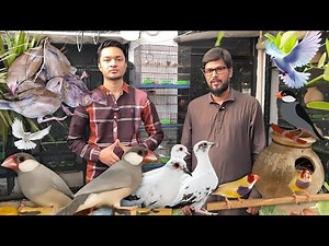 Java Sparrow, Gouldian Finch & Pied Dove Colony Setup – Adnan Bhai Collection