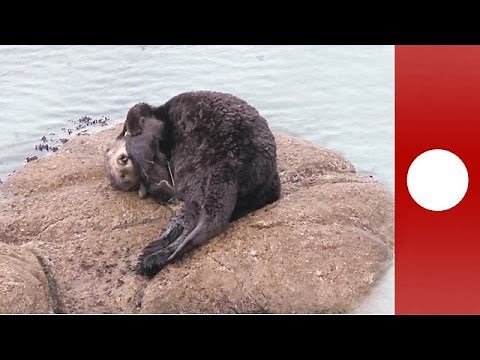 Rare footage: Moment of baby sea otter birth