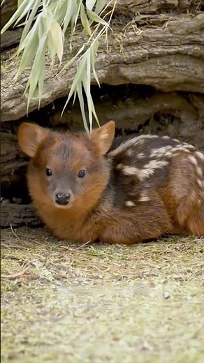 Pudu The World’s Smallest Deer