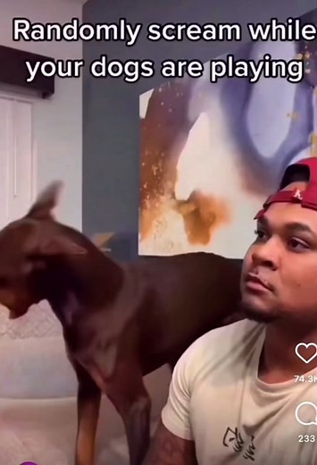 Watch how caught off guard these puppies are when he screams lol #doberman #puppy #yell #scream #fyp #puppylove #funny #comedy #doglover #scare #startle #animal #animallovers