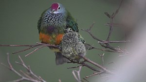 42 reactions · 3 comments | Every hatching at the National Aviary is...