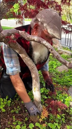 Below the GRAFT! #arborist #tree #garden #education #landscape #gardening #horticulture #trees