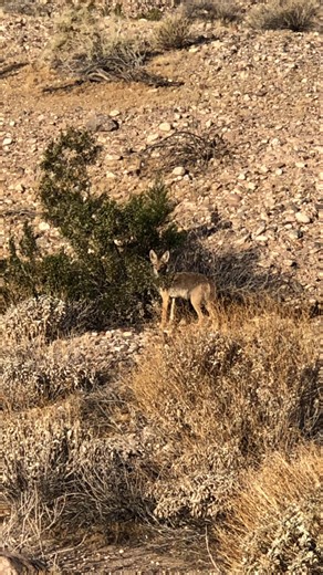 Exploring Colorado River Trails as a Pet Sitter
