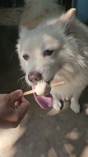 Bruno Love's Kulfi🍨🍦🤤 #dog#viral#viralreels#funny#goldenretreiver#indianspitzdog#puppy#petlover#like