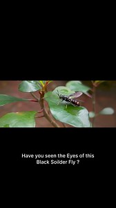 Complex Structures in the compound eyes of a Black Soilder Fly The intricate structures composed of over a thousand small units known as ommatidia #macrophotography #gulfuphotography #extrememacro #eyespecialist #wildlife #insects_of_our_world #fujifilmxindia #laowaaurogon #gfx100ii #godoxindia #naturemagic #naturecloseup #microscopic #learnsomethingneweveryday #scifiart | Gulfu Photography | Facebook