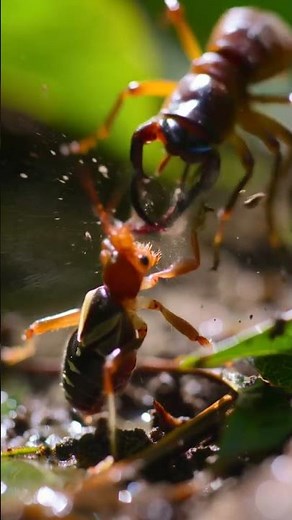 YouTube Title:\nAssassin Bug vs Trap-Jaw Ant | Ultra-Rare Macro Combat with Real Sound\n\nCaption:…