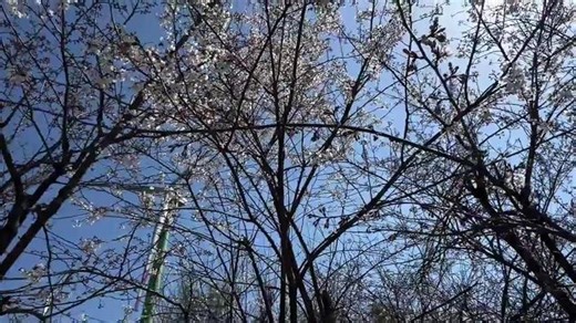 咸安樱花盛宴启幕 文旅融合绘就春日新图景