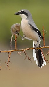 Mr. Shrike. AKA Butcher bird. #birdsoftheworld #birdsofprey #birdsofindia #birds #hunting #planetearth #earthguardians #bbcwildlife #bbcwildlife #oneplanet #ourplanet #discovery #natgeo #nationalgeographic #animalplanet #naturephotography #worldwildlife #indiannaturephotography #indianwildlifeofficial #conservation #wildlifeprotection #saveenvironment #saveendangeredspecies #wildlifetrust #wildanimals #ProtectOurForests | Vivek Mandya C