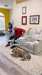 They stay ready for anything 😂 .. No doggy paws or legs were hurt during this video 👏🏼 .. .. #dogvideo #pitbulls #dogreels #dogclothing #dogsofinstagram #cutedogs #funnydogs #dogdad #funnyvideo #americanbully | Noah and Lincoln