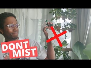 Why I stopped misting plants | How to actually increase humidity