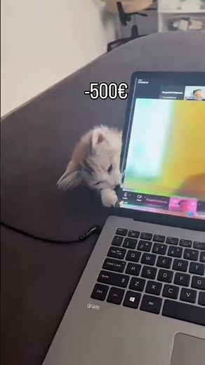 Cat biting laptops screen😺😭