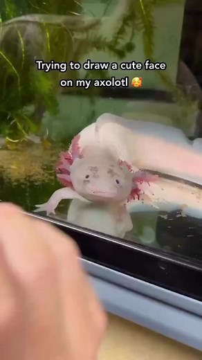 2 Hours of Failed Axolotl Drawing Attempts