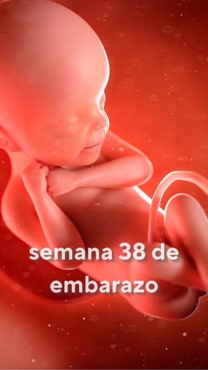 ESTA ES LA SEMANA 38 DE EMBARAZO- ESTAS CANSADA?🥵 | Embarazo bebés y maternidad