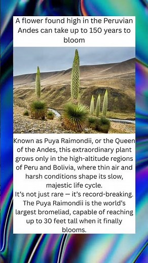 🌸 The Flower That Blooms Once Every 150 Years — Queen of the Andes #shorts