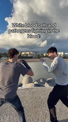 Understanding RBCs and WBCs in A-Level Biology