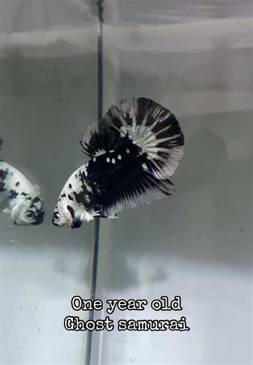 Understanding Betta Fish Lifespan and Care Tips