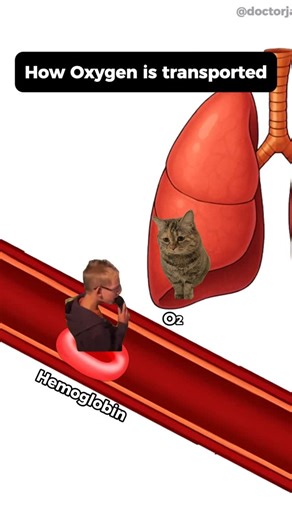 박준범 on Instagram: "USMLE step1 first aid, 689p, “respiratory-physiology”(2025 ver.) #medicalmemes #carbonmonoxide #carbonmonoxidepoisoning #hyperbaricoxygentherapy"