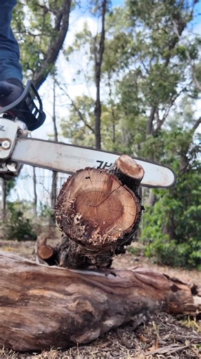 Chisholm Institute on Instagram: "Master Chainsaw Safety & Skills Learn how to safely and effectively operate and maintain a hand-held chainsaw in this nationally recognised short course. Ideal for those in land management, horticulture, agriculture, or emergency services. Gain hands-on experience in: • Safe chainsaw operation • Pre-start checks & maintenance • Cross-cutting fallen timber • Workplace safety compliance Career pathways: Chainsaw operator, farmhand, parks & gardens crew, bush regen