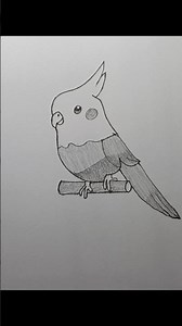 Cute Cockatiel Bird Pencil Drawing#BirdDrawing #CockatielDrawing #PencilSketch #EasyDrawing