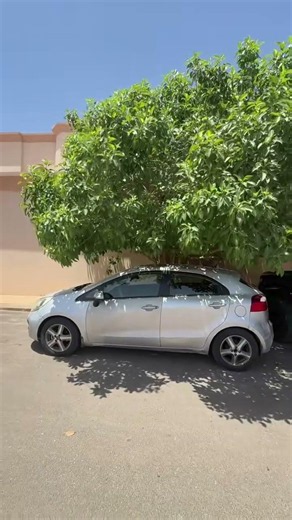 سبع سنين يربي شجرة علشان يحط سيارته تحت ظلها ويجي واحد بالحارة ويأخذ الموقف