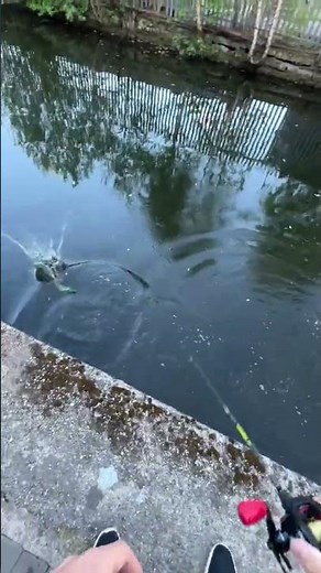 #Fish hunting #animals #fishing#hunting#shorts #viralshort