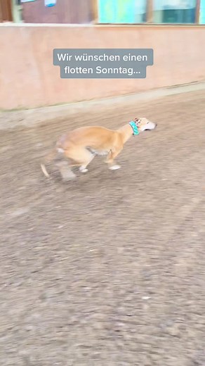 #galgo #windhund #rennen #hund #dogsoftiktok #galgomorgen