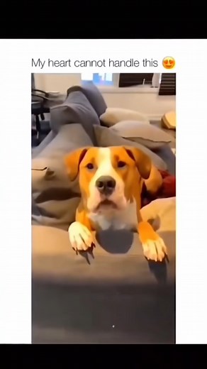 5.3K views · 293 reactions | Funny dogs compilation 藍殺… #funnydog #funnypet #cutedog #dogsoftiktok | Tails Of Hope | Facebook