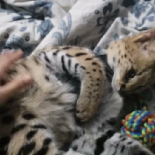 Legolas the Serval cat funny sweet sounds-cuddling, chirping and purring,getting his belly scratched