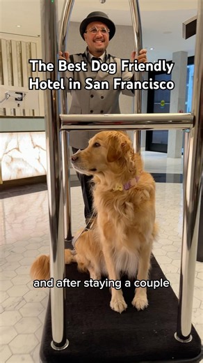 The BEST Dog-Friendly Luxury Hotel in California?! 🐾 #goldenretriever #dogfriendlyhotel